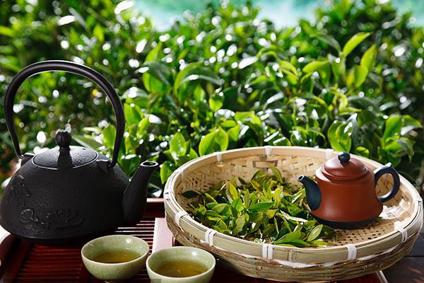 最好的绿茶是什么茶（中国最好的绿茶是什么茶）